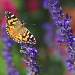 butterfly-5070220_960_720