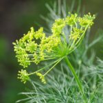 dill-4741813_960_720