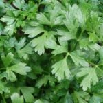 parsley-2889962_960_720