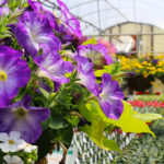 petunias2018z