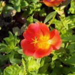 portulaca-oleracea-2108944_960_720 (1)