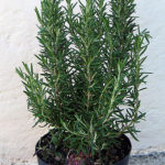 rosemary.potted.WIKI_1