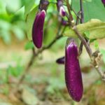 tell-japanese-eggplant-ripe