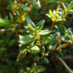 thyme-1775656_960_720