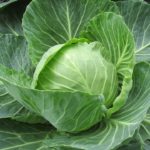 white-cabbage-2705228_960_720