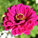 zinnia-3805154_960_720