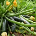 zucchini-4344270_960_720