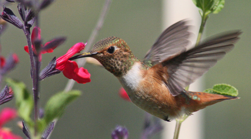 Hummingbird_JohnHobbs_495x275