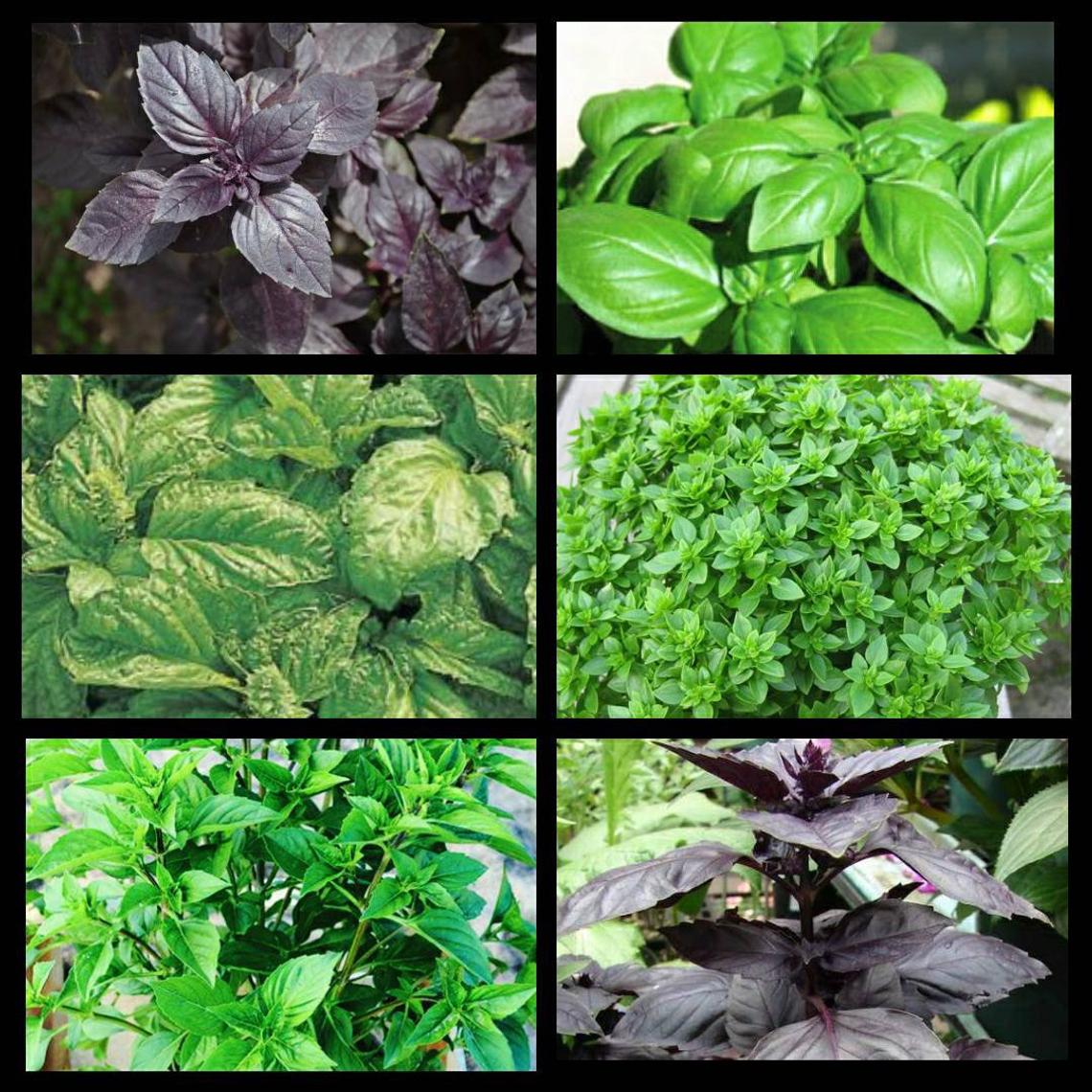 BASIL VARIETIES Payne s Nurseries